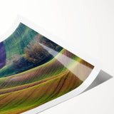 Extra large wall art featuring line art flowers in neutral tones on a rolled print, suited for large living room decor.