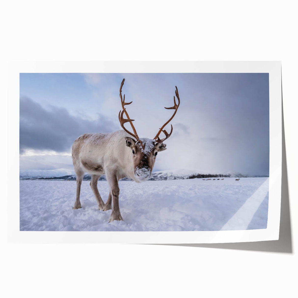 Extra large rolled print featuring a serene Norwegian landscape with lush greenery and a distant mountain.