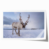 Extra large rolled print featuring a serene Norwegian landscape with lush greenery and a distant mountain.