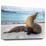 Acrylic print of a Galapagos scenery with vibrant blue and green tones, suitable for bedroom or dining room decor.