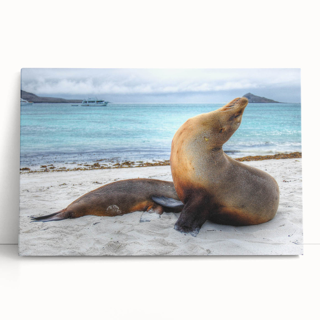 Black and white canvas of Galapagos scenery, ideal for kitchen wall art or bedroom ambiance.