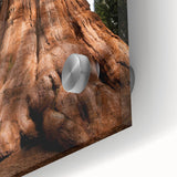 Large abstract wall art of California's Sequoia trees in mid-century modernist style on acrylic glass.