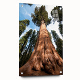 Acrylic print of a Sequoia forest in natural green and brown tones, suitable for bedroom or dining room decor.