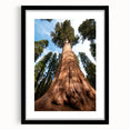 Extra large abstract art print of a colorful California Sequoia scene in a black frame, ideal for living room decor.