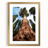 Extra large abstract art print of a California sequoia in gold frame with textured details, suitable for living room decor.