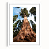 Abstract art print of California's Sequoia trees in muted green and brown, framed in white, ideal for dining room decor.