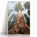 Framed acrylic print of a Sequoia tree in a minimalist style, using muted earth tones, ideal for modern art wall decor.