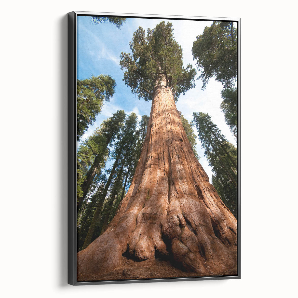 Black and white wall art featuring a vintage poster art style landscape of California's Sequoia trees on framed canvas.