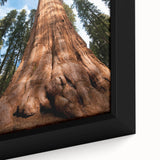 Close-up of extra large framed canvas featuring a textured depiction of Sequoia trees in black with colorful accents.