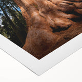 Art deco poster of a California sequoia landscape in muted green and brown tones on rolled canvas.