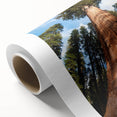 Art deco poster of California sequoias in muted green and brown tones on rolled canvas, suitable for nursery wall art.