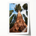 Extra large rolled print of a Sequoia tree in rich green and brown tones, ideal for art wall dining room.