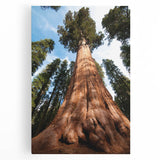 Black and white photograph of California's Sequoia trees on large stretched canvas, suitable for kitchen wall art.