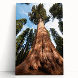 Black and white photograph of California's Sequoia trees on a large stretched canvas, ideal for kitchen or bedroom wall art.