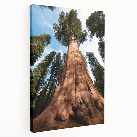 Large art print of California's Sequoia trees on stretched canvas, displaying earthy green and brown tones.