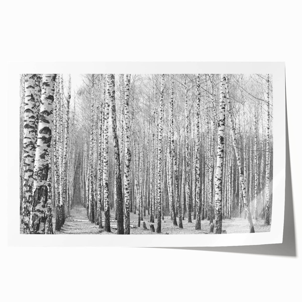 Rolled canvas print of Aspen trees in Colorado with muted earth tones, ideal for art wall dining room.