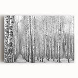 Black and white photograph of Aspen trees on stretched canvas, suitable as large kitchen wall art.