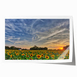 Extra large rolled print of a Kansas landscape with vibrant green fields and a clear blue sky.