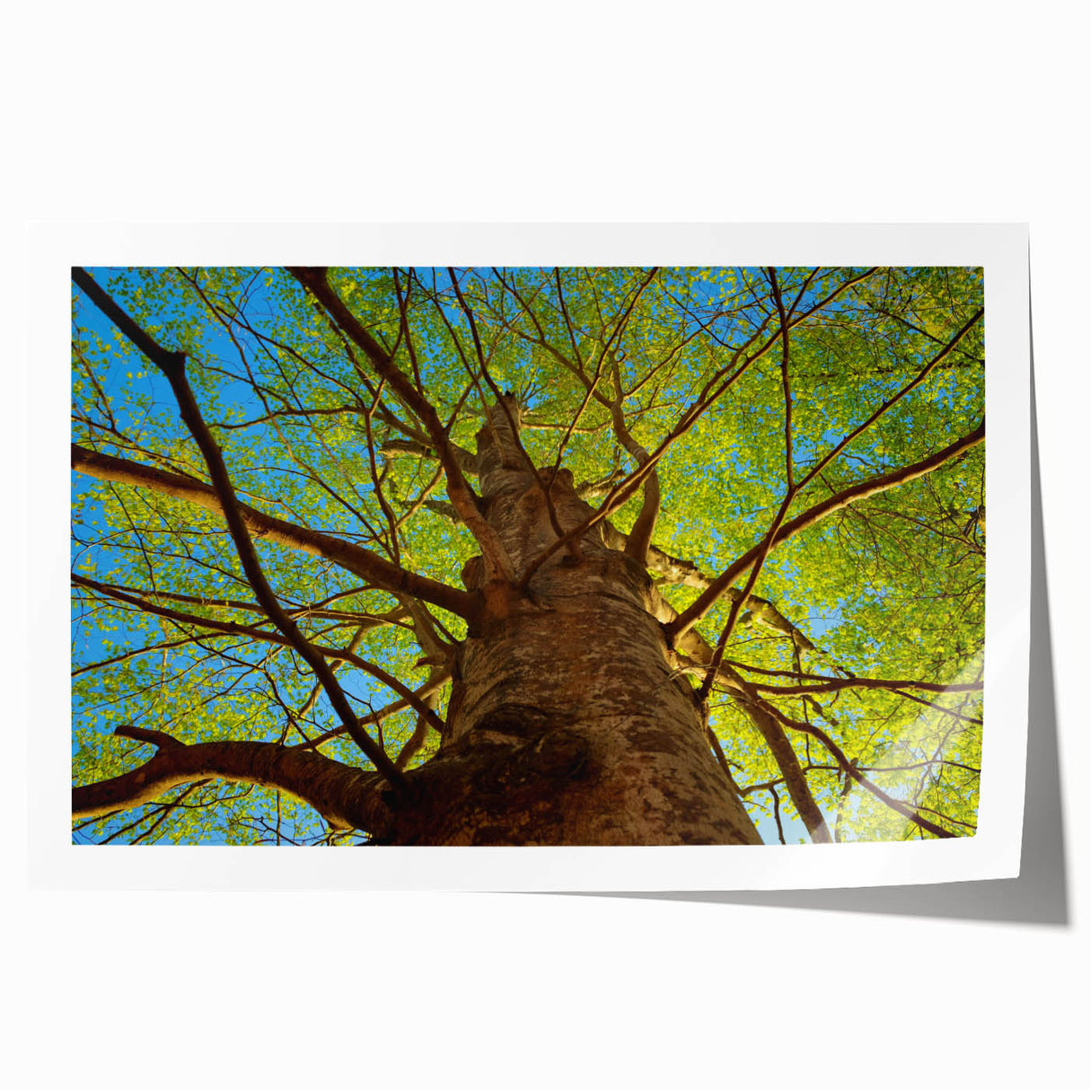 Rolled print of Raleigh, North Carolina scenery with soft floral elements in pastel colors.