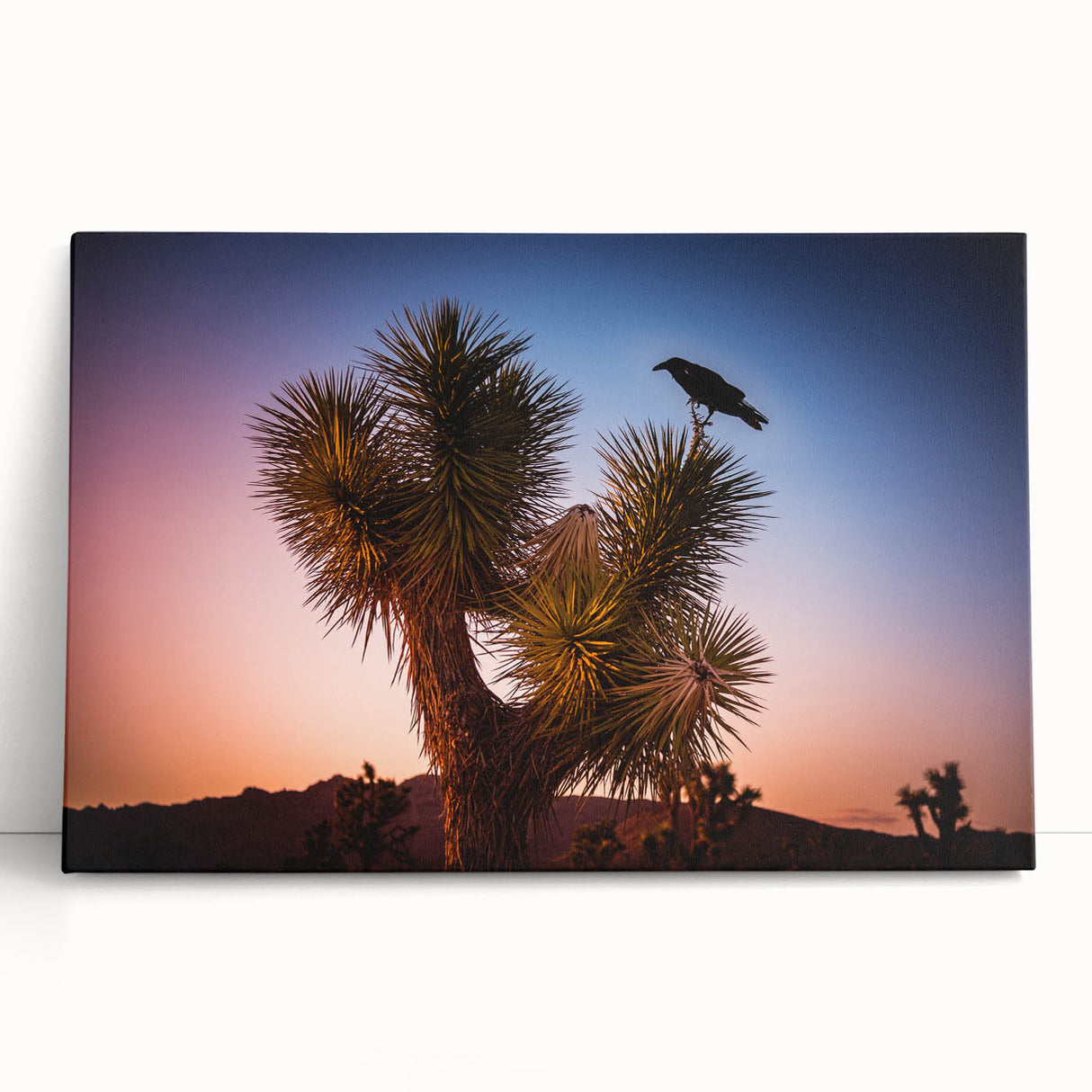 Black and white photograph of Joshua Tree on stretched canvas, suitable as large kitchen wall art.