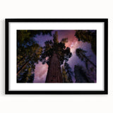 Extra large textured abstract art print of colorful California sequoias on a framed canvas, ideal for living room decor.