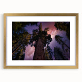 Extra large abstract art print of California sequoias in muted earth tones, framed in gold, ideal for living room decor.