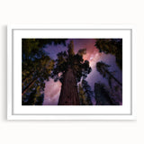 Abstract art print of a California sequoia in muted green and brown tones, framed with a white mat.