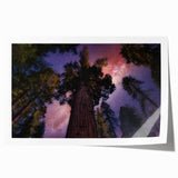 Extra large rolled print of a California sequoia landscape in earthy green tones.