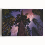 Large black and white stretched canvas of California's Sequoia trees, suitable for kitchen wall art.