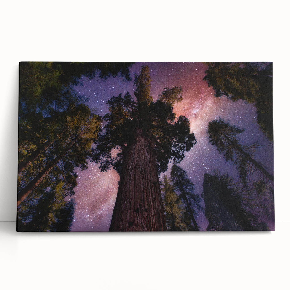 Black and white photograph of California Sequoia trees on stretched canvas, ideal for kitchen wall art.