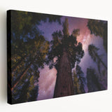 Large stretched canvas featuring a detailed depiction of California's Sequoia trees in natural green and brown tones.