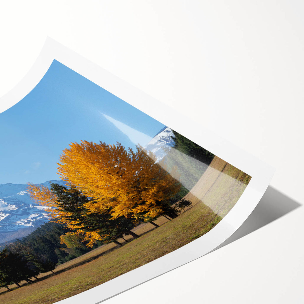 Extra large wall art featuring line art flowers with a backdrop of Mount Hood, Oregon.