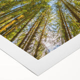 Art Deco poster featuring a serene Olympic National Park landscape on rolled canvas, with subdued green and blue tones.