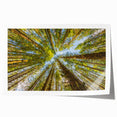 Olympic National Park scenery on rolled print, featuring lush greenery and mountain backdrop, ideal for art wall dining room.