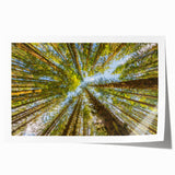 Olympic National Park scenery on rolled print, featuring lush greenery and mountain backdrop, ideal for art wall dining room.