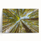 Black and white photograph of Olympic National Park on stretched canvas, ideal for kitchen wall art.