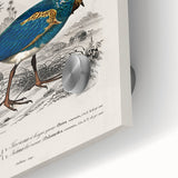 Historical Romanticism Canvas: Exotic Birds - Romantic Art Prints