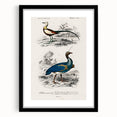 Historical Romanticism Canvas: Exotic Birds - Romantic Art Prints