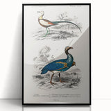 Historical Romanticism Canvas: Exotic Birds - Romantic Art Prints