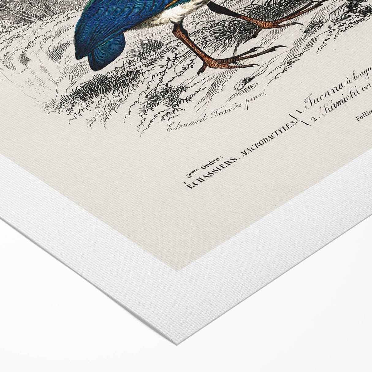 Historical Romanticism Canvas: Exotic Birds - Romantic Art Prints