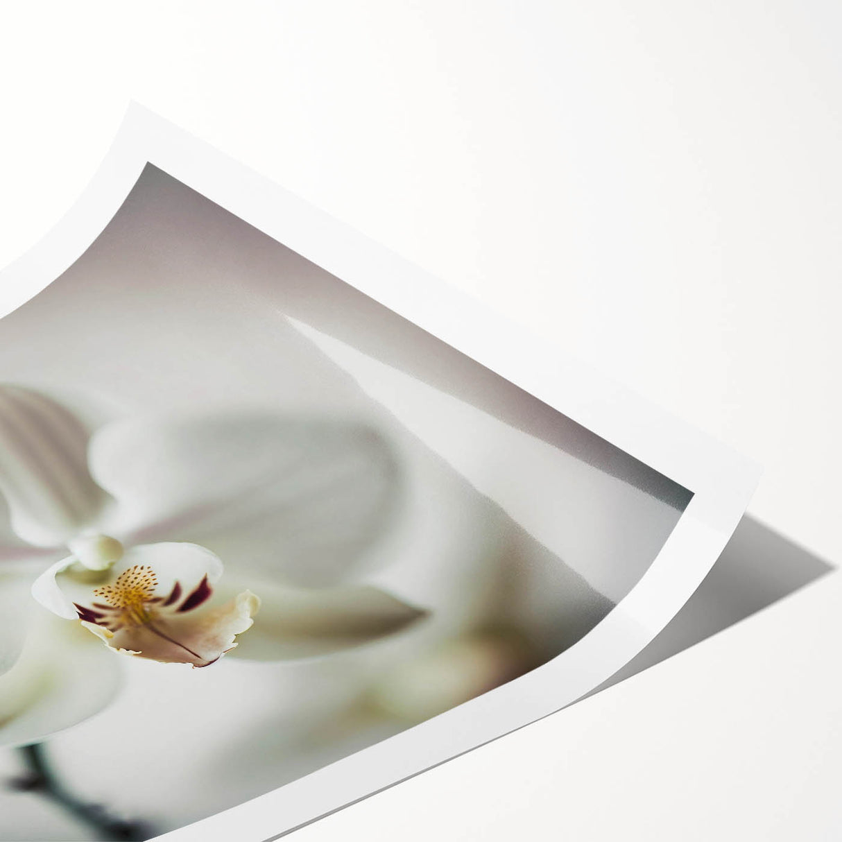 Contemporary Dining Art Pieces - White Orchid Floral Print
