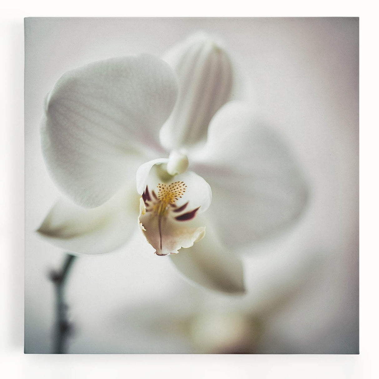 Contemporary Dining Art Pieces - White Orchid Floral Print