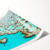 Extra large wall art featuring a detailed line art depiction of Great Barrier Reef flora on a rolled print.