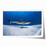 Extra large rolled print of a Caribbean Turks scenery with vibrant blue and green tones, ideal for art wall dining room.