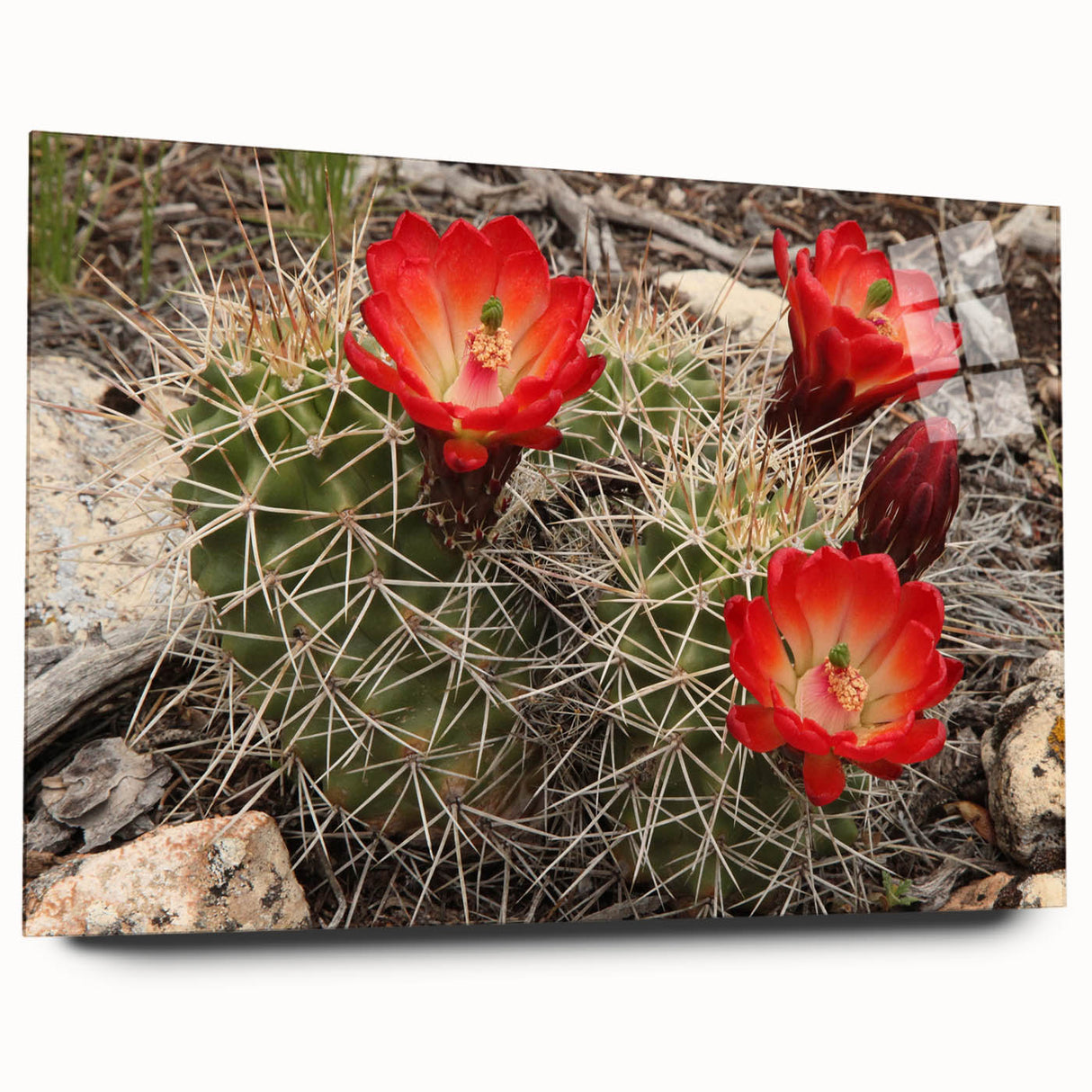 Large acrylic print of the Grand Canyon in natural hues, ideal for bedroom or dining room decor.
