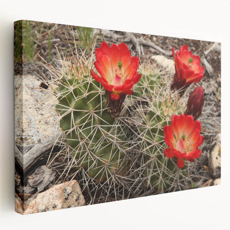 Grand Canyon landscape on large stretched canvas with vivid earth tones, suitable for kitchen wall art.