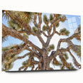 Acrylic print of Joshua Tree, featuring muted earth tones and clear sky, suitable for bedroom or dining room decor.