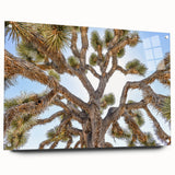 Acrylic print of Joshua Tree, featuring muted earth tones and clear sky, suitable for bedroom or dining room decor.