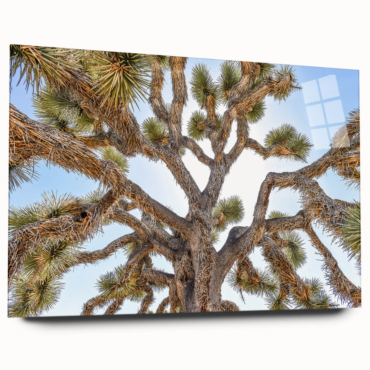 Acrylic print of Joshua Tree in muted earth tones, ideal for bedroom or dining room decor.