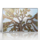 Acrylic print of Joshua Tree in muted earth tones, framed in white, suitable as modern art wall decor or nursery wall art.